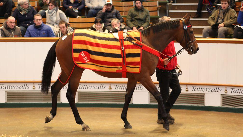 Willie John changed hands for 1,900,000 guineas at the Tattersalls February Sale