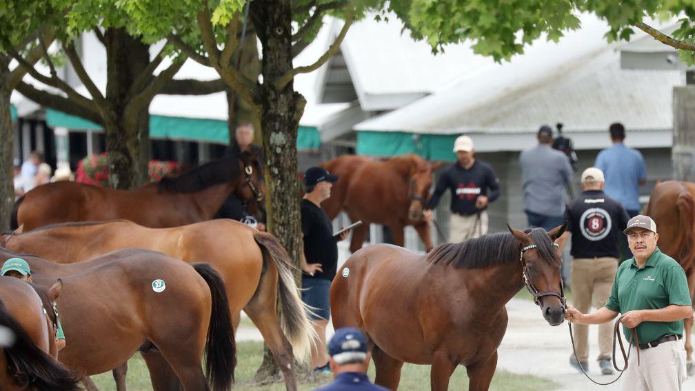 The bustling scene at the 2022 Keeneland September Yearling Sale, the world's biggest auction