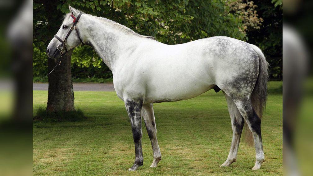 Dark Angel tops the Yeomanstown Stud roster at a fee of €85,000