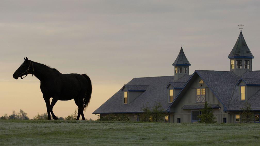 Ashford Stud: home to the likes of Uncle Mo and Munnings