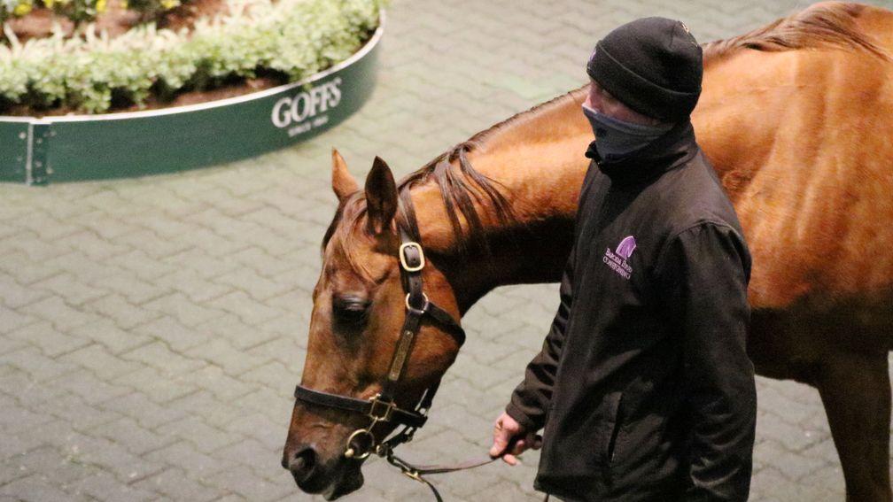 Recife: tops the final day of the Goffs February Sale when making €110,000 to Rathbran House Stud