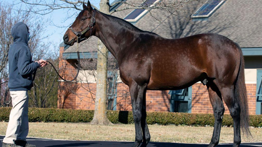 Nyquist, pictured at Darley's Jonabell Farm, proved an exceptional racehorse in a brief career and has made a splendid start to his second vocation