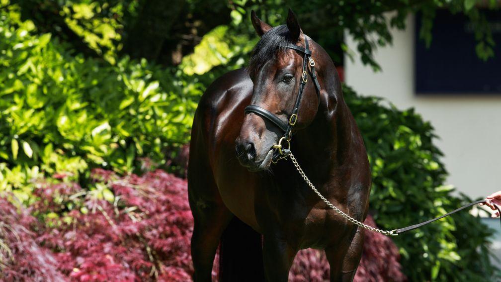 Blackbeard: led the way among new sires this year in terms of number of mares