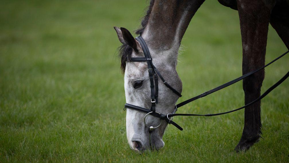 Lossiemouth has a pick of grass at Cheltenham on Monday morning
