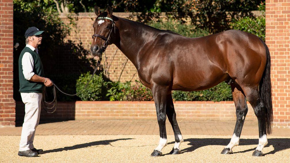 Frankel: champion sire elect covered a stellar book of mares in 2021