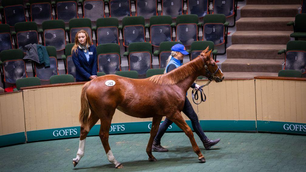AK Thoroughbreds' filly by Lope De Vega out of Quiet Times who sold for €200,000