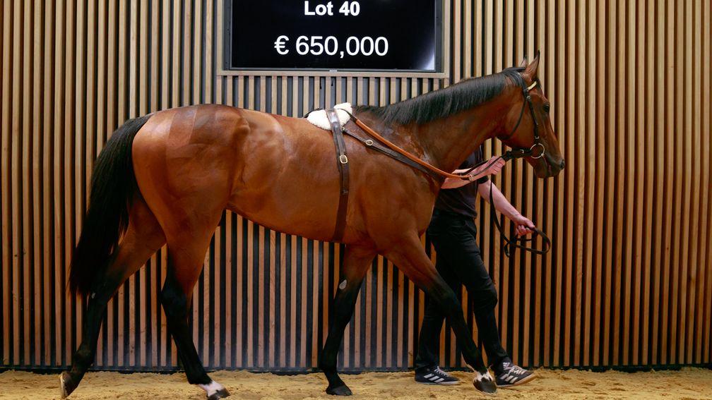 At €650,000 a colt by McKinzie was the highest-priced among a clutch of serious purchases made by Richard Brown