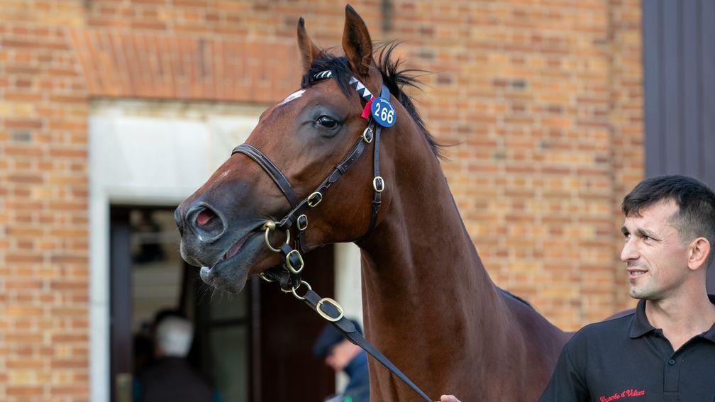 The Frankel colt out of Bizzarria after selling to MV Magnier and White Birch Farm for 2,000,000gns at Tattersalls Book 1 