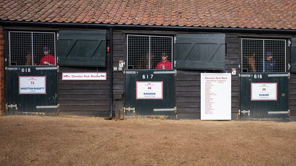Cheveley Park Stud handlers tend to the yearlings at Book 1 