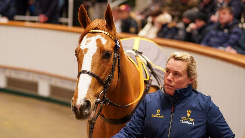 Mauiewowie: bought for 625,000gns by Lake Villa Farm