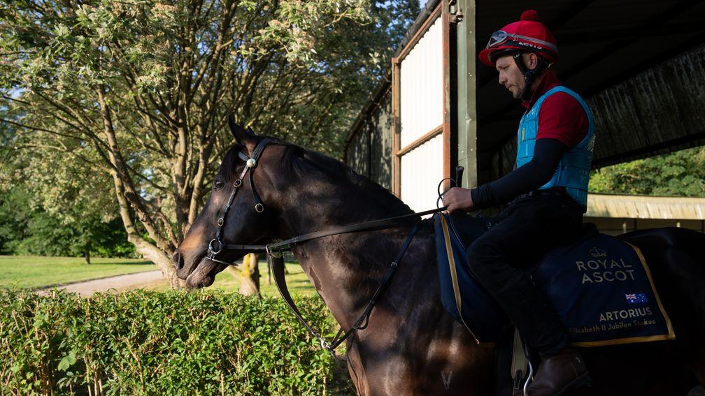 Artorius: stallion prospect bound for the Queen Elizabeth II Jubilee Stakes