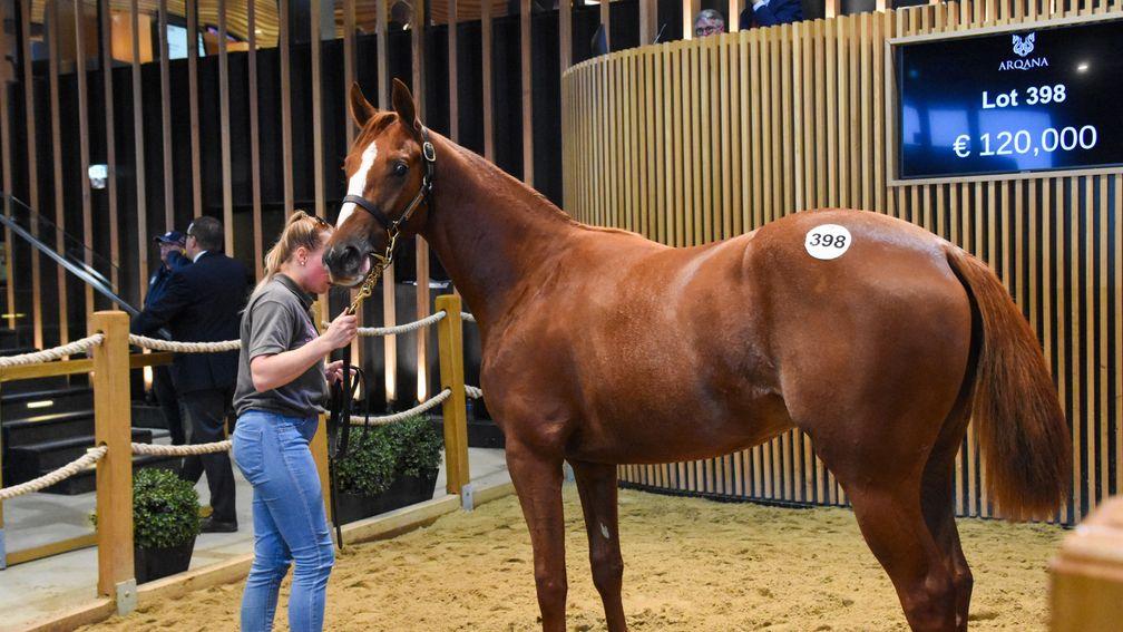 A colt by Adlerflug was knocked down to Marco Bozzi for €125,000 at Arqana on Wednesday