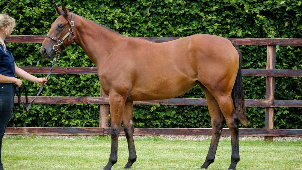 Carisbrooke Stud's well-related Camacho filly is lot 104 at the Goffs UK Premier Sale