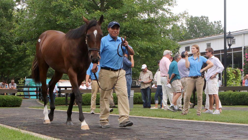 The Medaglia D'Oro filly knocked down to Oxo Equine for $1 million
