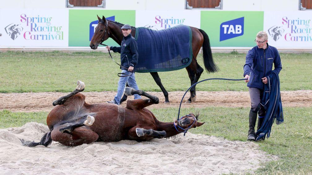 Marmelo and groom Tom Pirie look on as Wicklow Brave enjoys a roll in the sand at Werribee