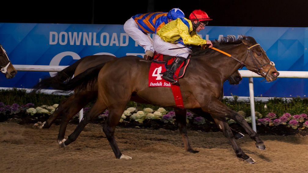 Red Avenger: looks to to notch his fourth win at Dundalk