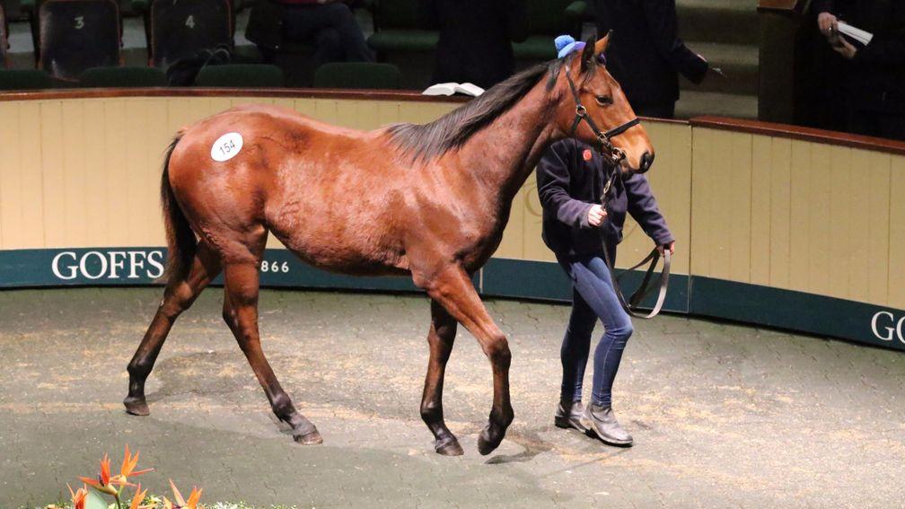 Foal trade is to be split into two parts at the Goffs November Sale from this year