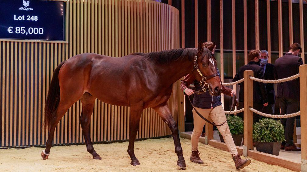 Tuesday's Arqana top lot was an €85,000 son of Adlerflug bred by Haras de Bourgeauville