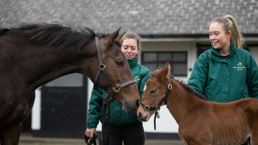 Quevega gives her colt foal by Walk In The Park a reassuring nuzzle at the Irish National Stud