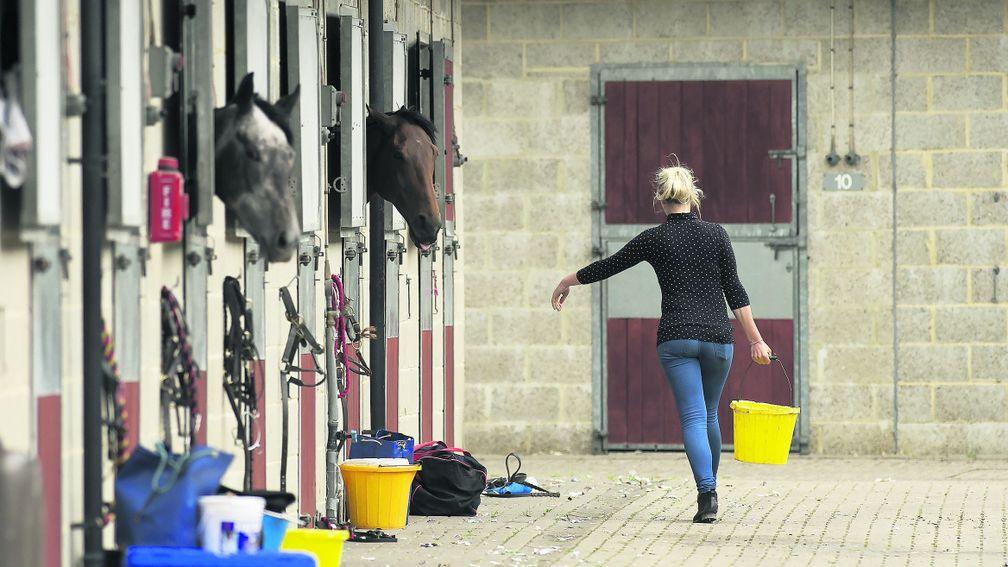Stable staff and trainers were surveyed as part of an industry initiative