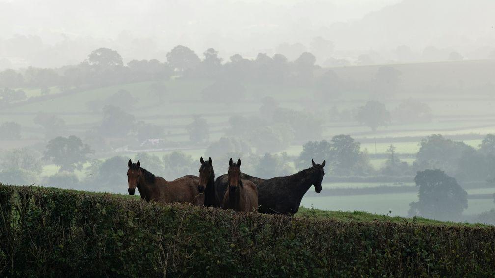 Unraced three-year-olds enjoy the views from the paddock
