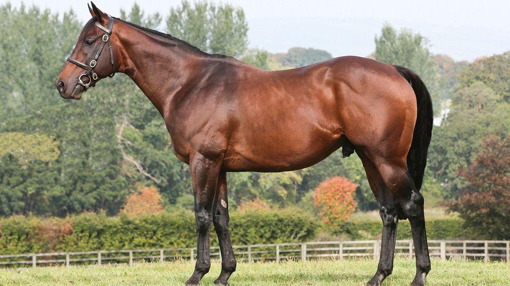 Dandy Man: stands at a fee of €15,000 in 2020