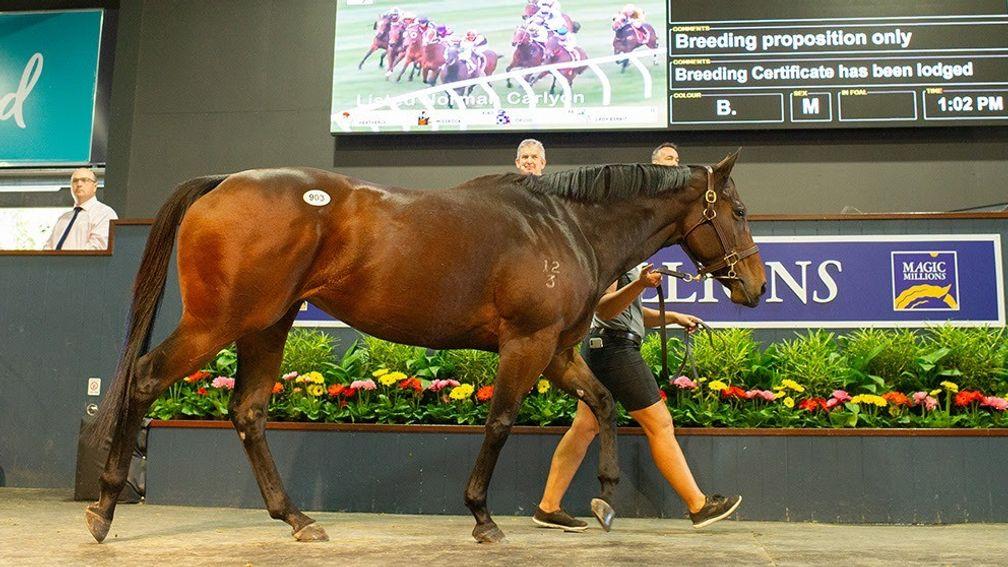 Missrock goes under the hammer at Magic Millions