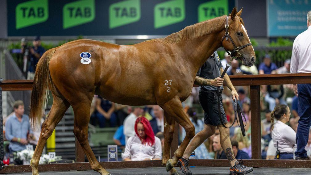 The sale-topping colt at the final Book 1 session of the Magic Millions Gold Coast Yearling Sale