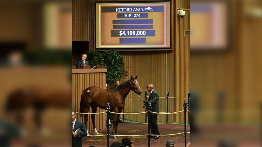The Curlin colt out of Bounding knocked down to Sheikh Mohammed for $4.1 million