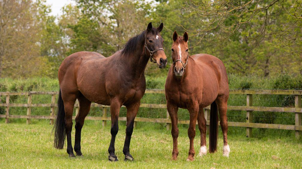 Native Upmanship (right) with his mate Rhinestone Cowboy at Coolmore
