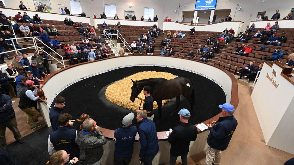 2024 an important year for the Derby Sale with its 50th anniversary
