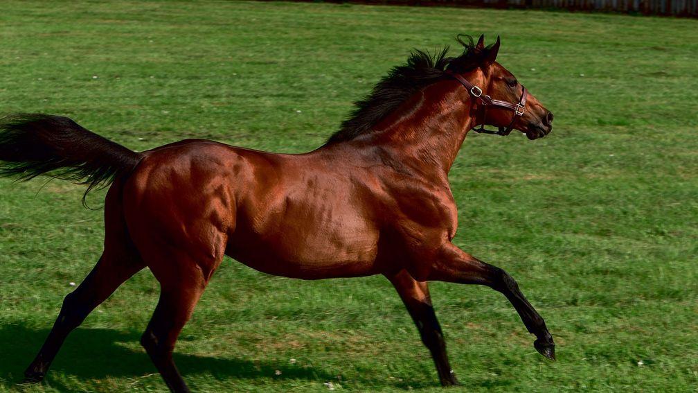 Farhh: stands at Dalham Hall Stud at a fee of £10,000