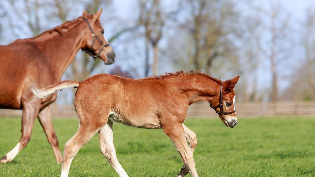 Phoceene and her 2024 foal by Sealiway 