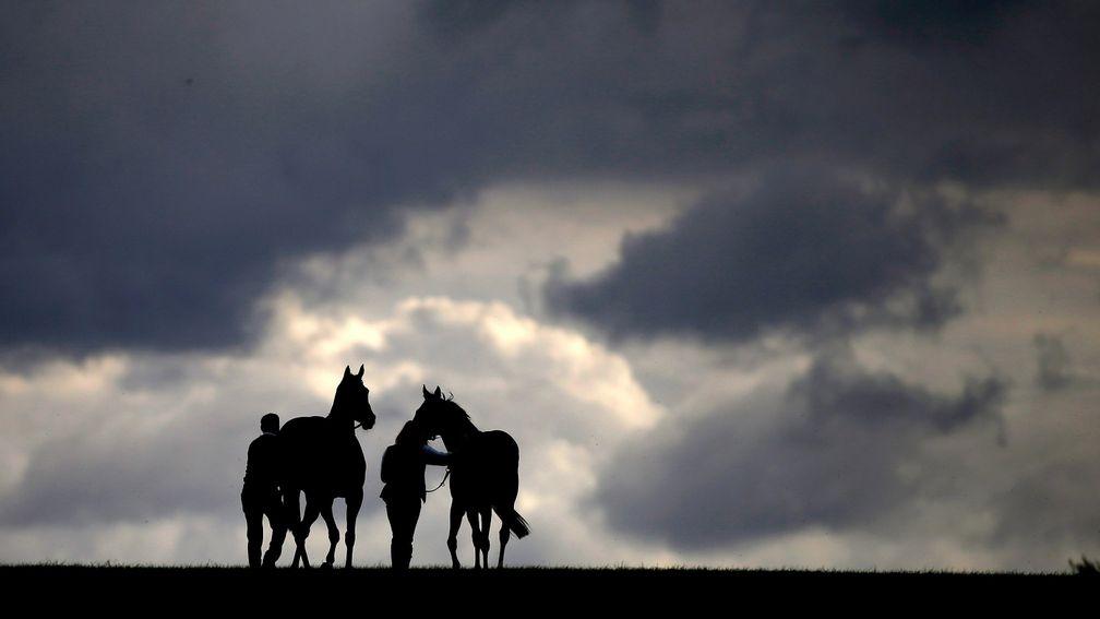 NEWMARKET, ENGLAND - OCTOBER 08:  Horses make their way back to the stables after running at Newmarket Racecourse on October 8, 2016 in Newmarket, England. (Photo by Alan Crowhurst/Getty Images)