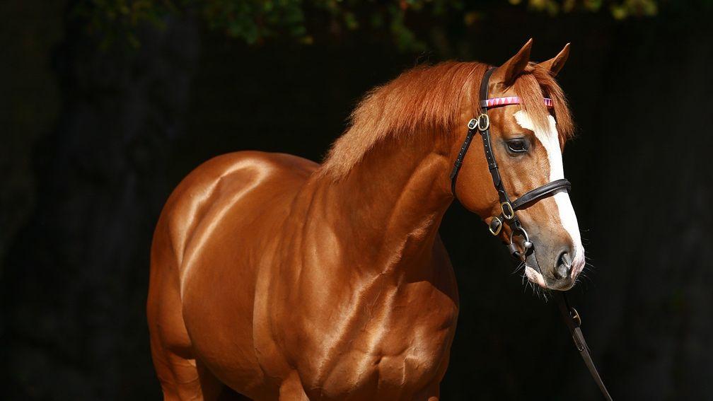 Recorder: stakes producing sire