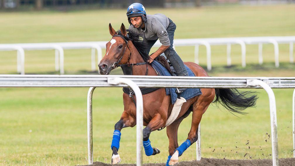 Enable and her lad Imran Shahwani canter on Warren Hill on Monday morning.