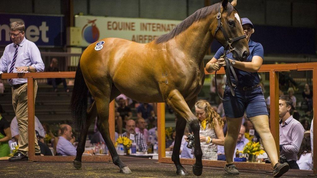The Snitzel filly out of Intimate Moment snapped up for A$1.1 million by Mark Newnham on day four of the Magic Millions