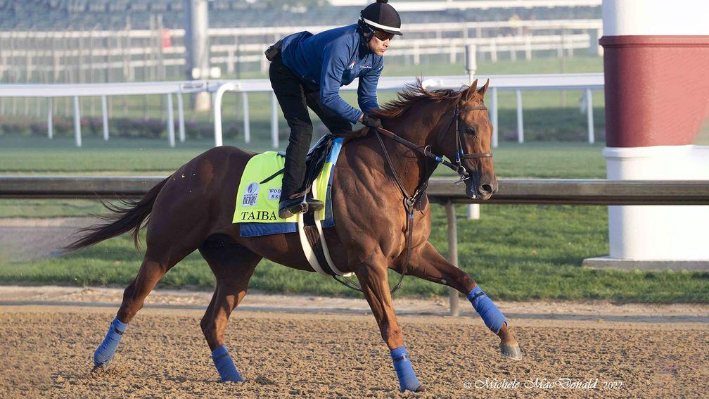 Gun Runner's son Taiba pictured on Monday limbering up for the Kentucky Derby