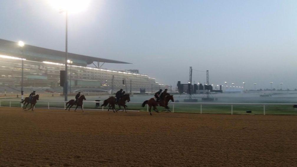 A group of horses work at Meydan on Wednesday morning