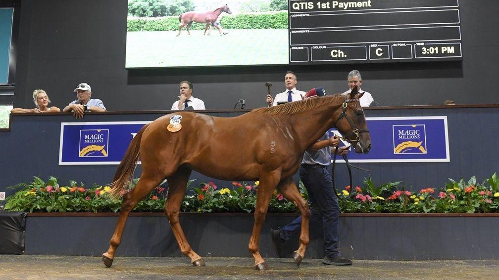 The Deep Field half-brother to Alpine Edge sells at Book 2 of Magic Millions for $310,000