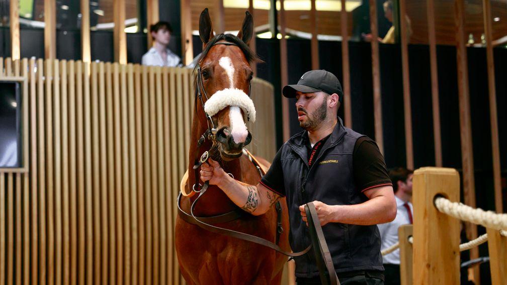 Mocklershill's Blue Point colt was knocked down to Richard Brown for €550,000 at Arqana