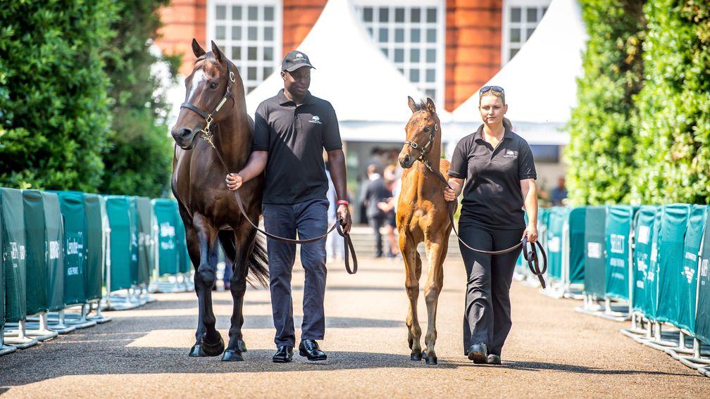 Lot 11: Baldovina, in foal to Le Havre, and her Muhaarar filly foal are led around the Orangery at Kensington Palace before the pair were sold to Alastair Donald for £300,000