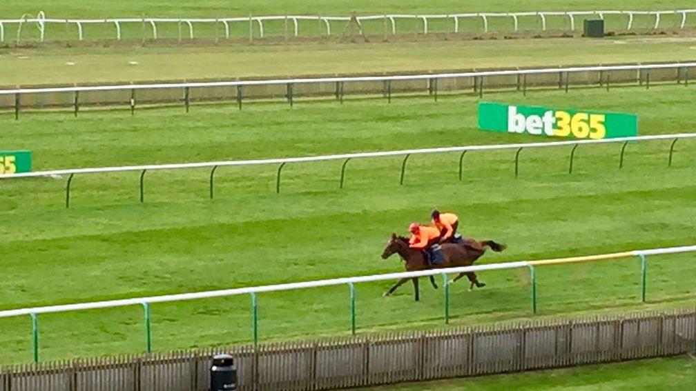 Addeybb (nearside) finishes in front in his gallop on the Rowley Mile