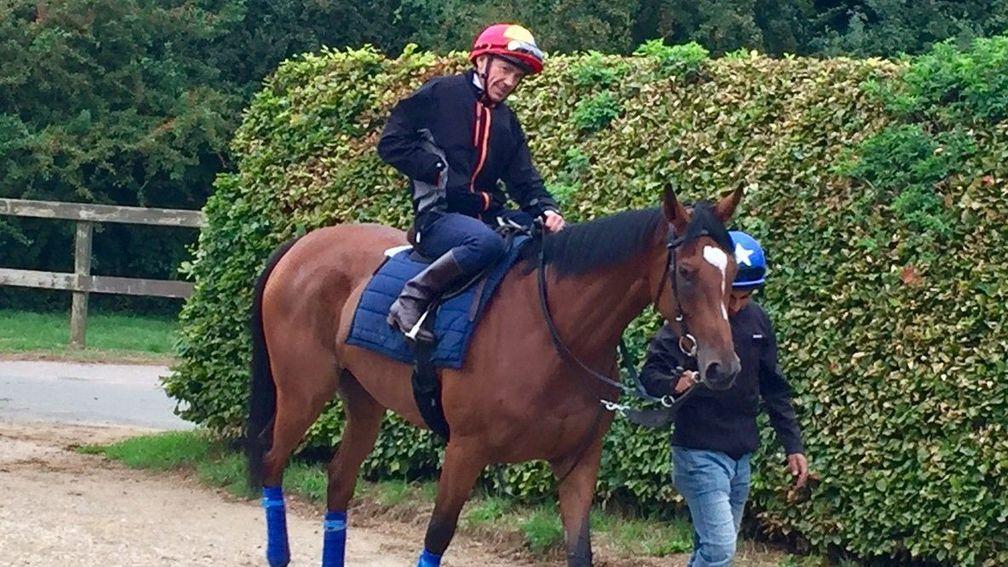 Enable: will miss York and will likely head to Kempton for a prep run