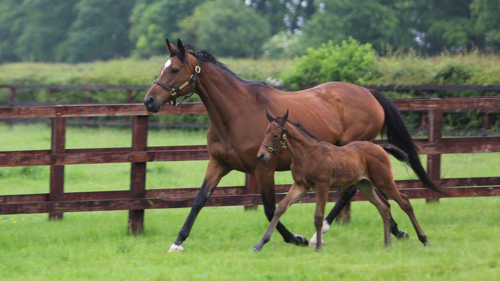 The brilliant Enable with her 2024 colt by Dubawi