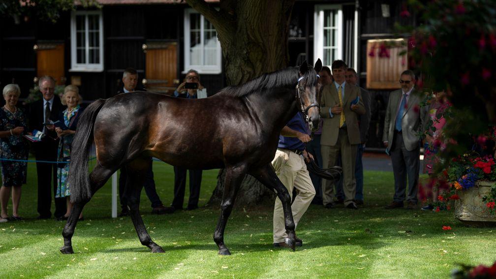 Golden Horn: will stand his first season at Overbury for £8,000