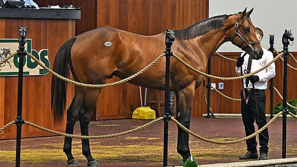 The $2.3 million sale-topping Uncle Mo colt at the OBS Spring Sale