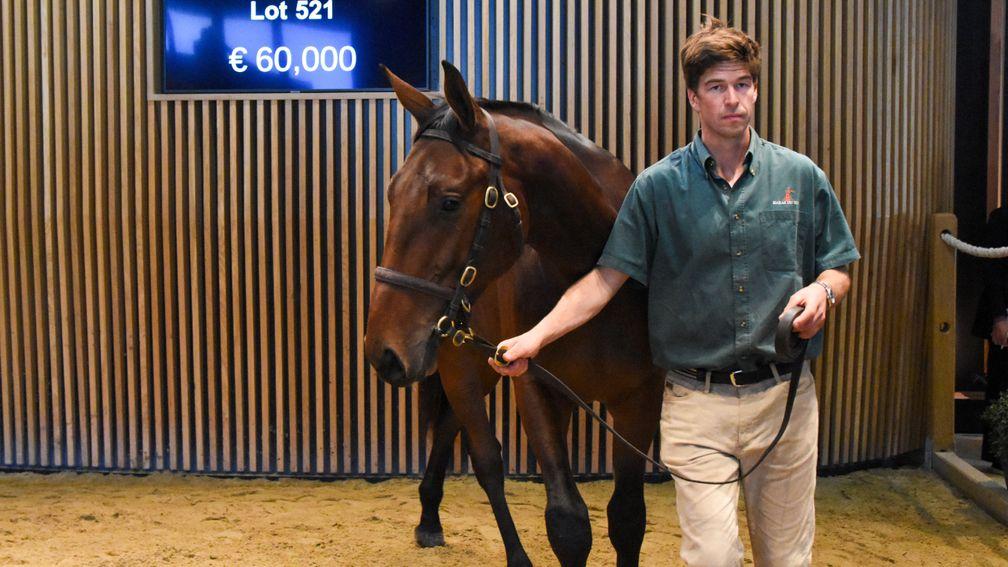 Haras du Buff's son of Sea The Moon will head to Germany after Liberty Racing signed at €60,000