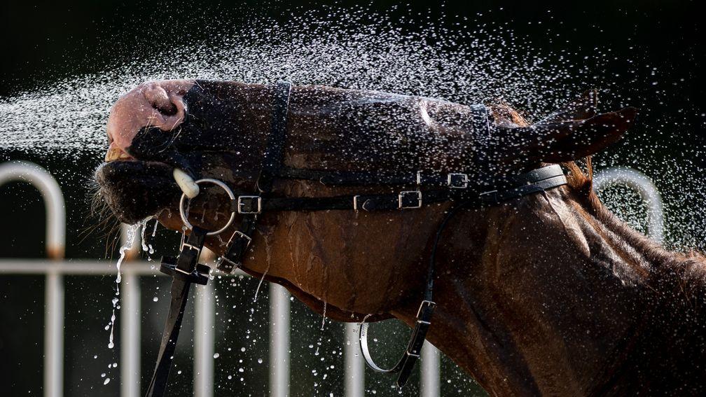 Prince Rock enjoys his shower after running at Chelmsford on Tuesday evening