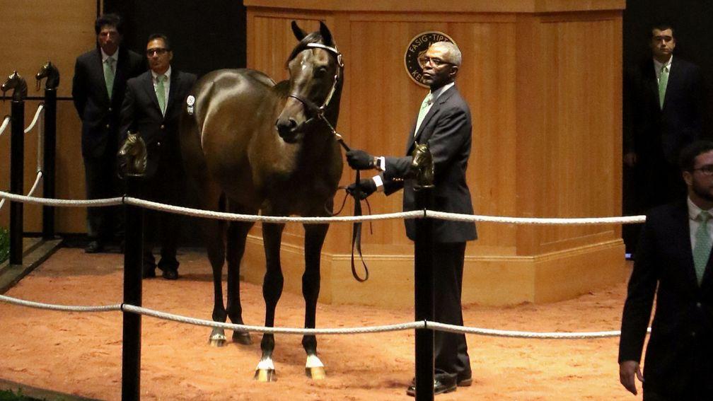 This colt from Scat Daddy's last crop, out of Harbingerofthings, was one of two to share $250,000 top billing